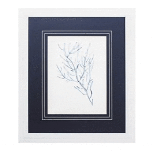 SEAWEED SPECIMENS – (Duplicate Imported from WooCommerce)