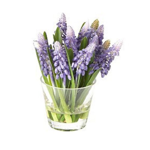 MUSCARI IN GLASS VASE