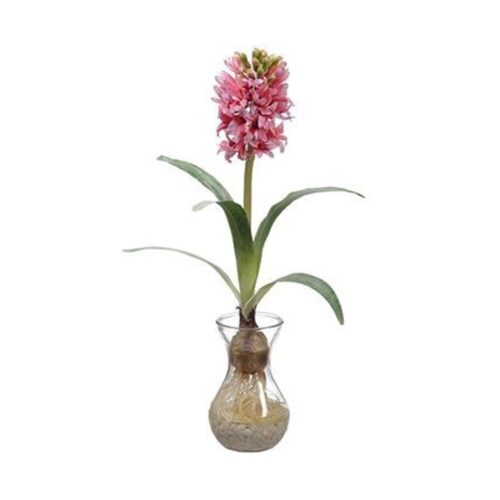 19″ PINK HYACINTH BULB IN GLASS