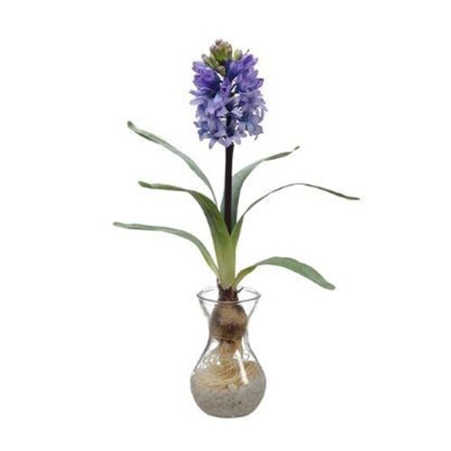 19″ PURPLE HYACINTH BULB IN GLASS