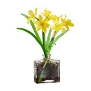 YELLOW NARCISSUS IN GLASS VASE