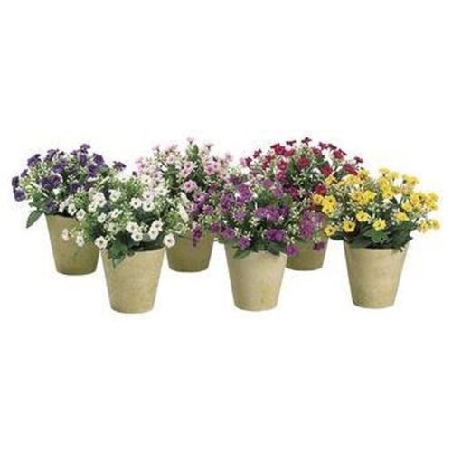 VIOLET SWEET WILLIAM POT