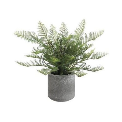 GREEN LACE FERN IN CEMENT POT