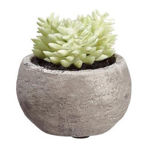 GREEN SUCCULENT IN CEMENT POT