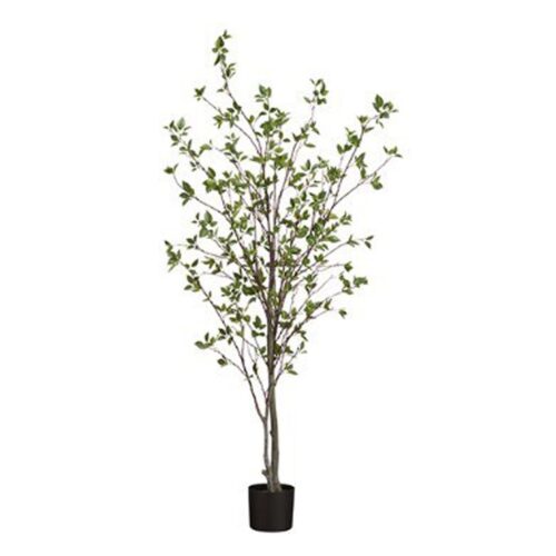 6′ CORNUS TREE