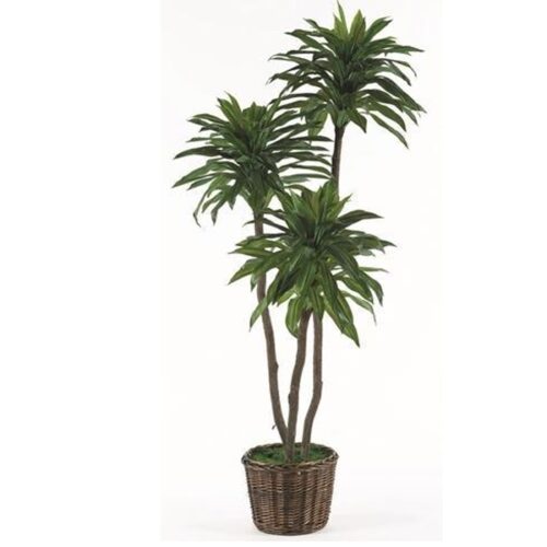 GREEN DRACENA