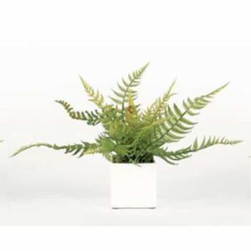 FERN IN WHITE CUBE