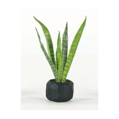 SANSEVIERIA IN BLACK MULTI-FACETED BOWL