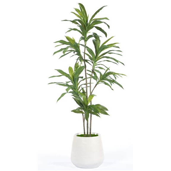 MODERN DRACENA TREE IN 92S WITH SHEET MOSS