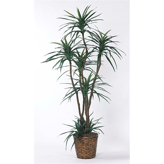 7′ YUCCA IN BKT