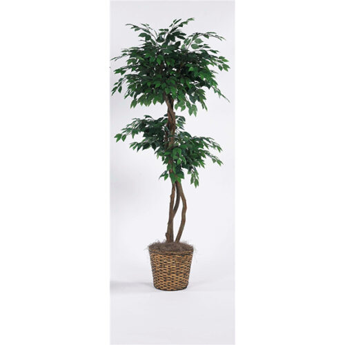 7′ LADDER GREEN FICUS