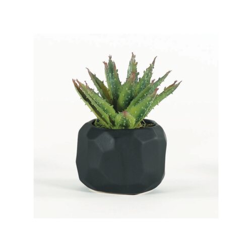 MINI ALOE IN BLACK MULTI-FACETED BOWL