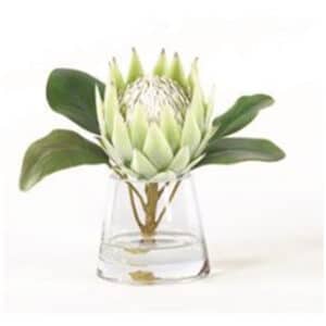 GIANT PROTEA IN WATER