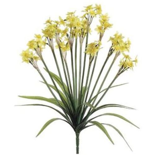 NARCISSUS BUSH