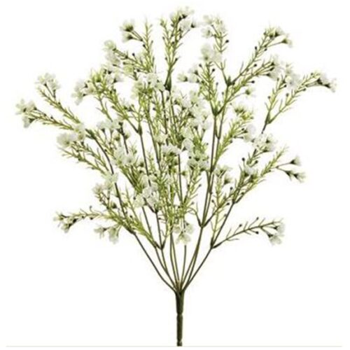 WAXFLOWER BUSH