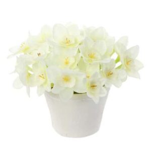 NARCISSUS IN MGO PLANTER WHITE
