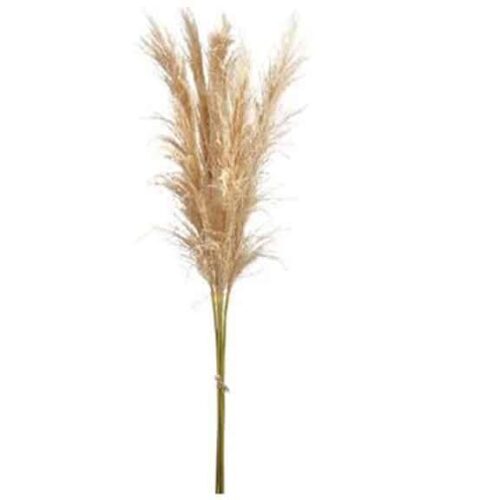 44″ REED GRASS BUNDLE X5 CREAM