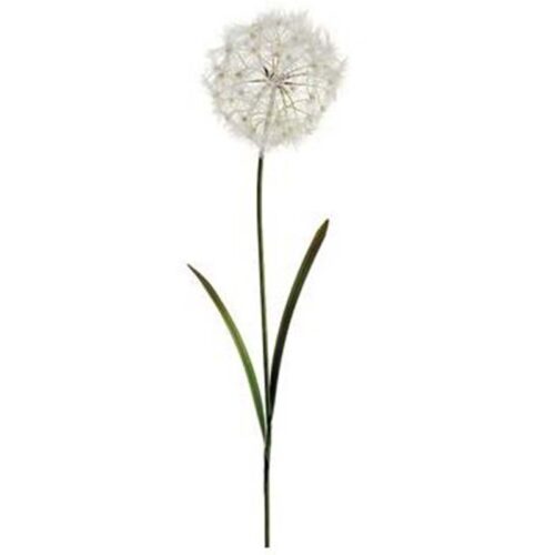 40″ DANDELION SPRAY CREAM