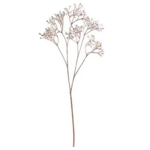 23″ GYPSOPHILA SPRAY CREAM