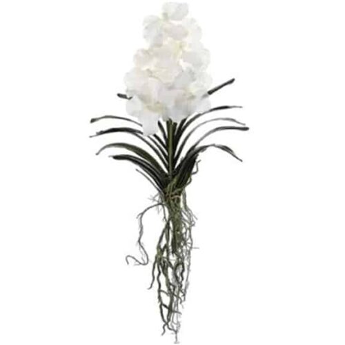 VANDA W/LEAF & ROOTS WH