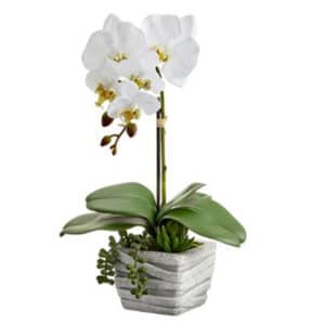 16″ PHALAENOPSIS-SUCCULENT IN CEMENT POT WHITE
