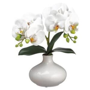 12″  Phalaenopsis Orchid Plant in Ceramic Vase White