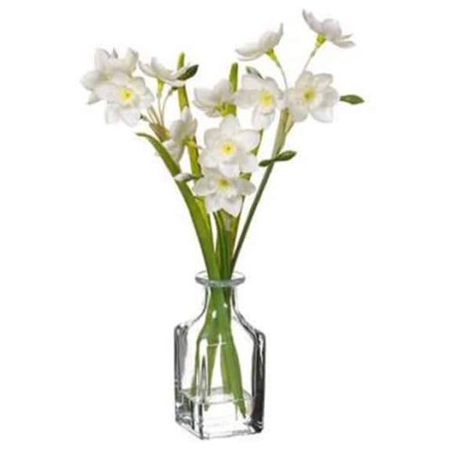 12.5″ PAPERWHITE IN GLASS VASE WHITE