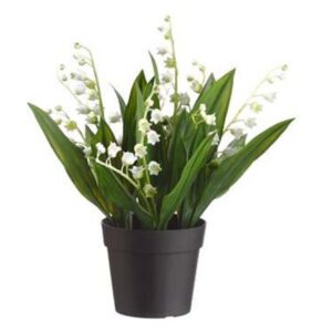 LILY OF THE VALLEY IN PLASTIC POT, WHITE