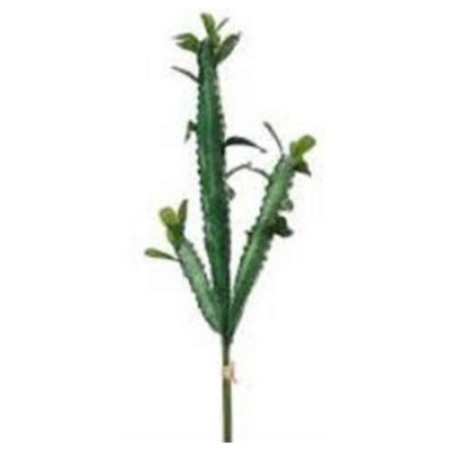 CACTUS BUNDLE X3 GR