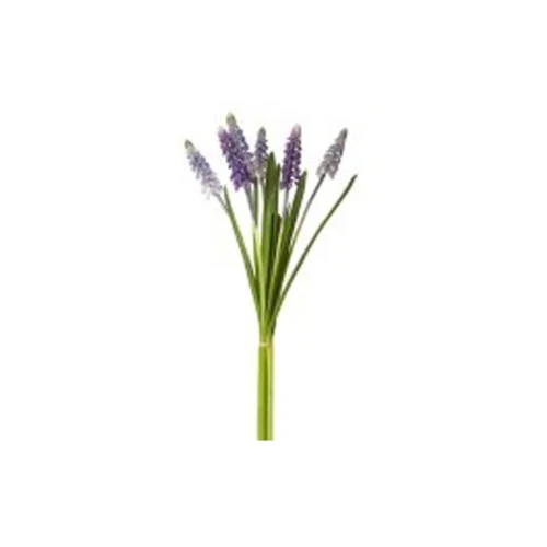 MUSCARI STEM BUNDLE X6