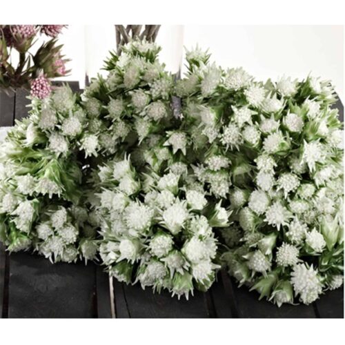 DESERT FLOWER 38″ LONGSTEM WHITE