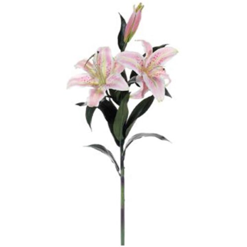 CASABLANCA LILY