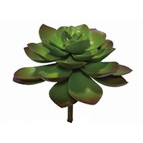 SUCCULENT MINI