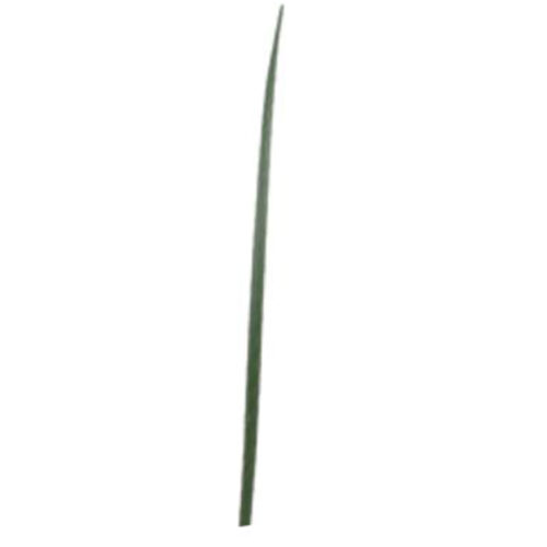 SLENDER SWORD LEAF