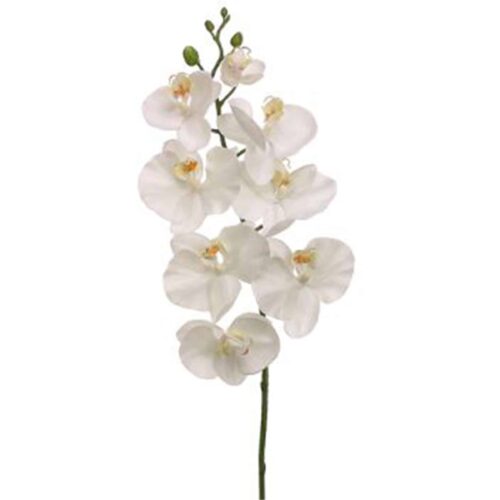 30″ PHALAENOPSIS SPRAY,  WHITE