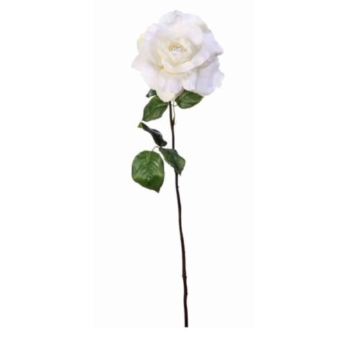 BLOOMED ROSE, WHITE