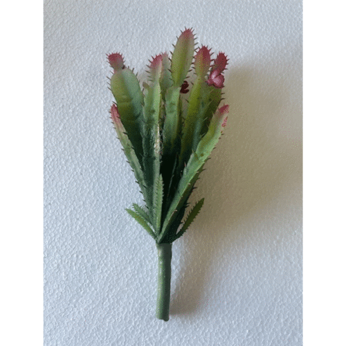 MINI RED TIPPED CACTI