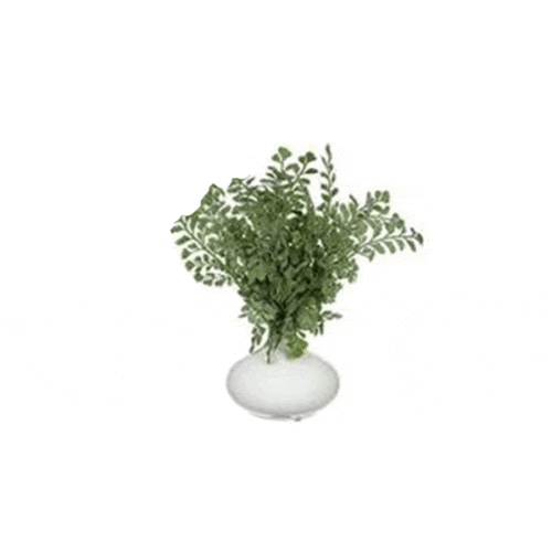 11.5″ BUTTON FERN IN CERAMIC VASE