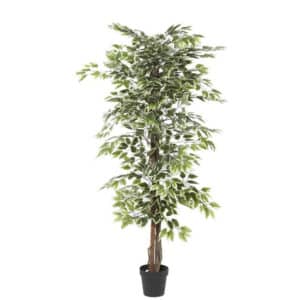 GREEN FAUX FOLIAGE FICUS  WITH BLACK POT