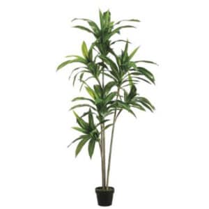 5’5″  EXOTIC DRACAENA TREE x3 TRUNKS WITH 6 HEADS IN GREEN POT