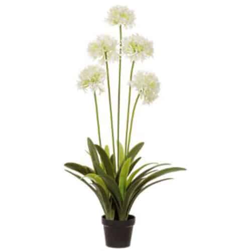 45″  AGAPANTHUS PLANT