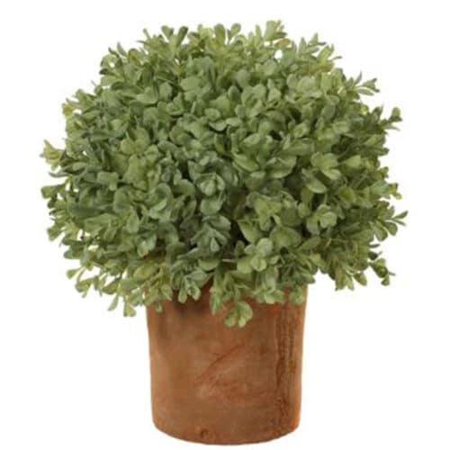 12″ BOXWOOD BALL IN CLAY POT