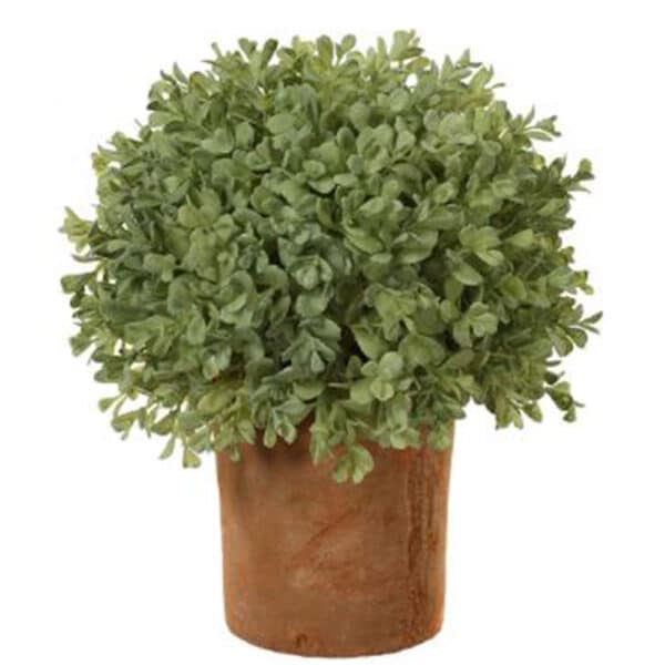 12" BOXWOOD BALL IN CLAY POT