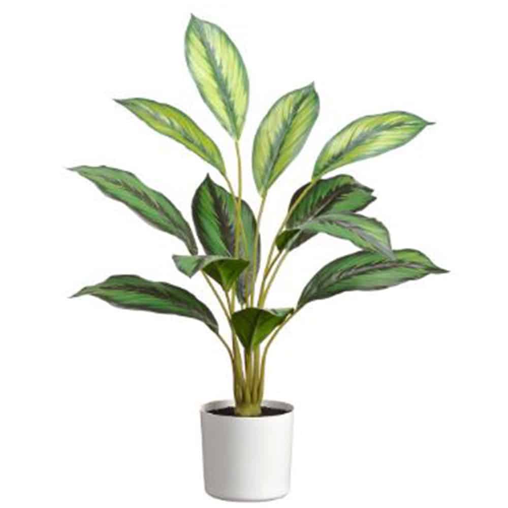 26.5" CALATHEA PLANT IN WHITE PLASTIC POT