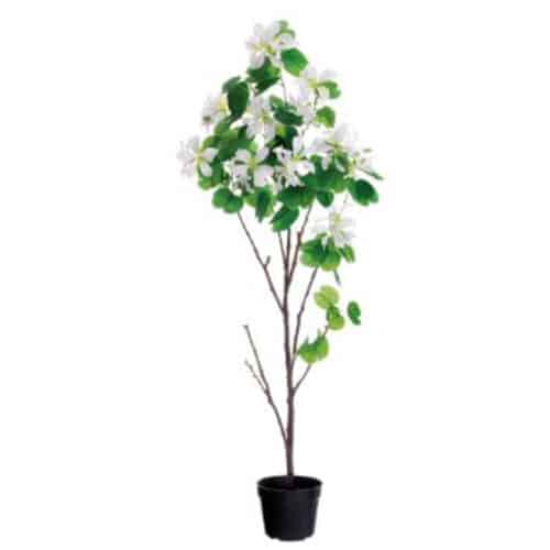 5’6″ BAUHINIA TREE, WHITE