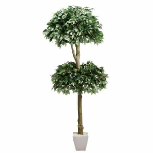 5′ DOUBLE BALL FICUS TREE