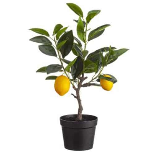 15.75″ LEMON TREE IN PLASTIC POT