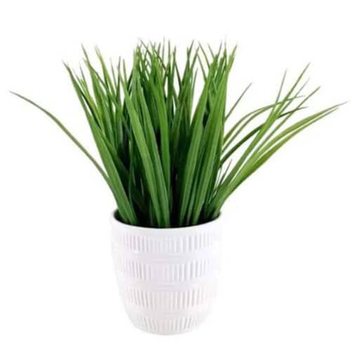 10″ GRASS PLANT IN  WHITE PLANTER