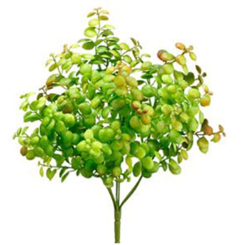 BOXWOOD BUSH