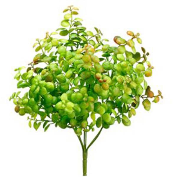 BOXWOOD BUSH
